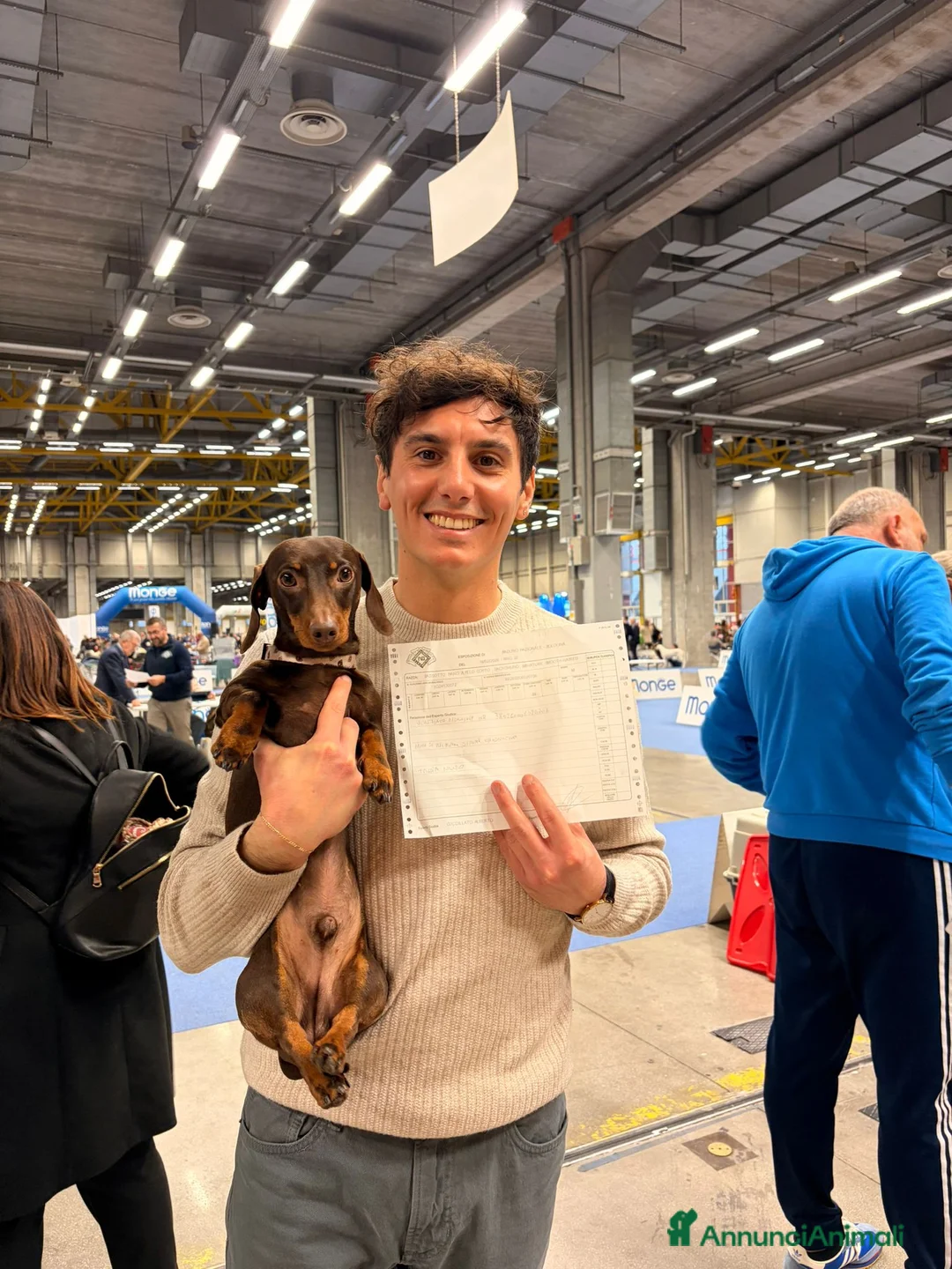Bassotto cani per accoppiamento: BASSOTTO da MONTA  - Annuncio 6