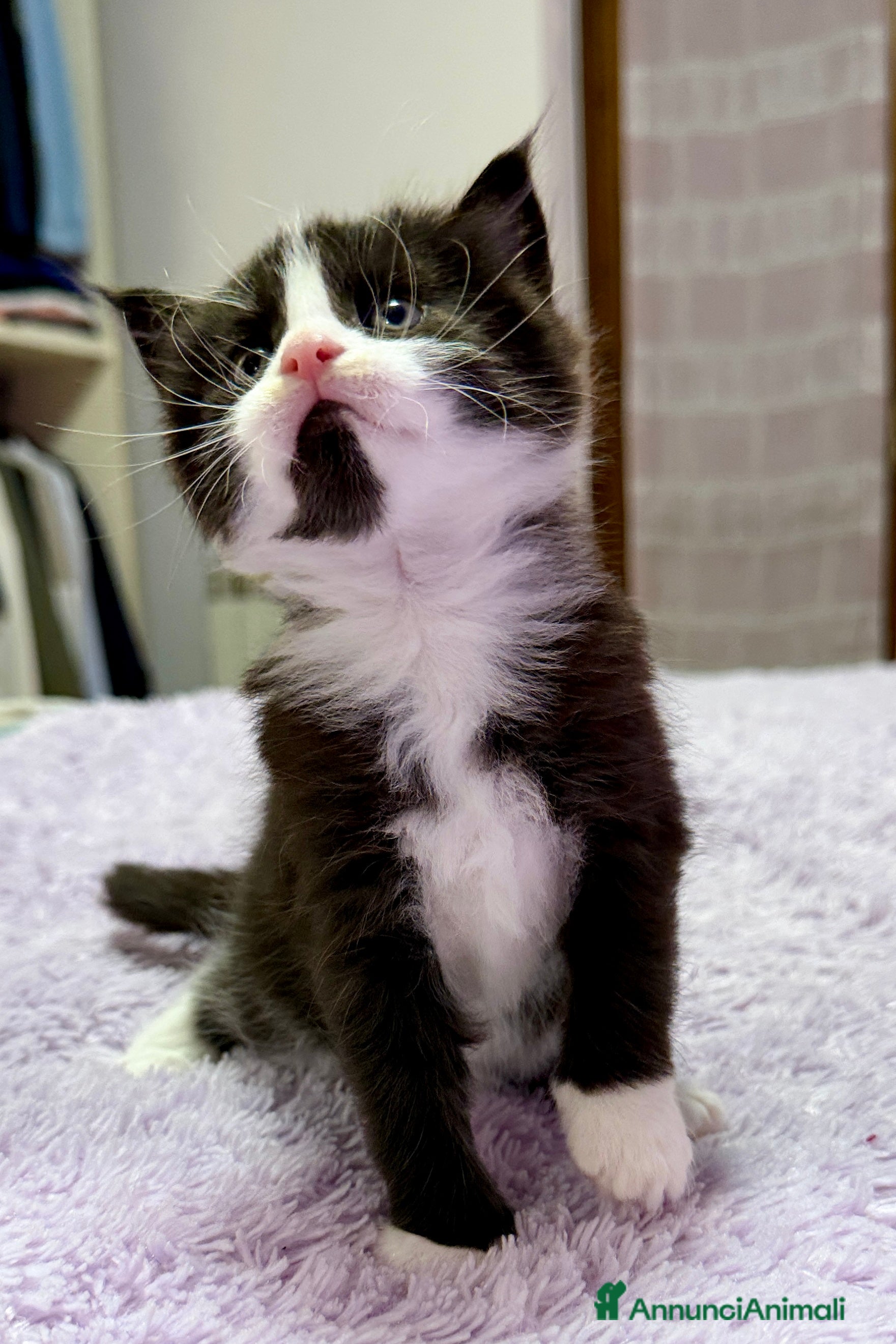 Maine Coon gatti Cuccioli maine coon nati il 26 dic 25 con pedigree - Annuncio 2