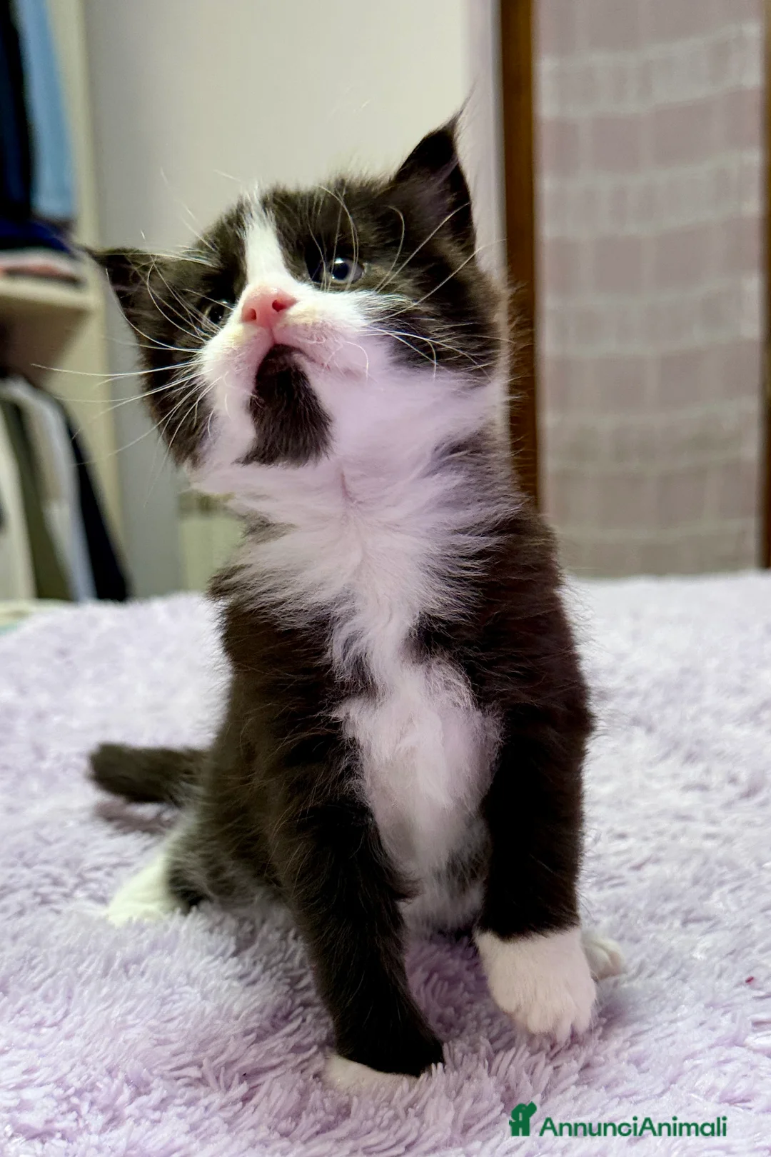 Maine Coon gatti in vendita: Cuccioli maine coon nati il 26 dic 25 con pedigree - Annuncio 2