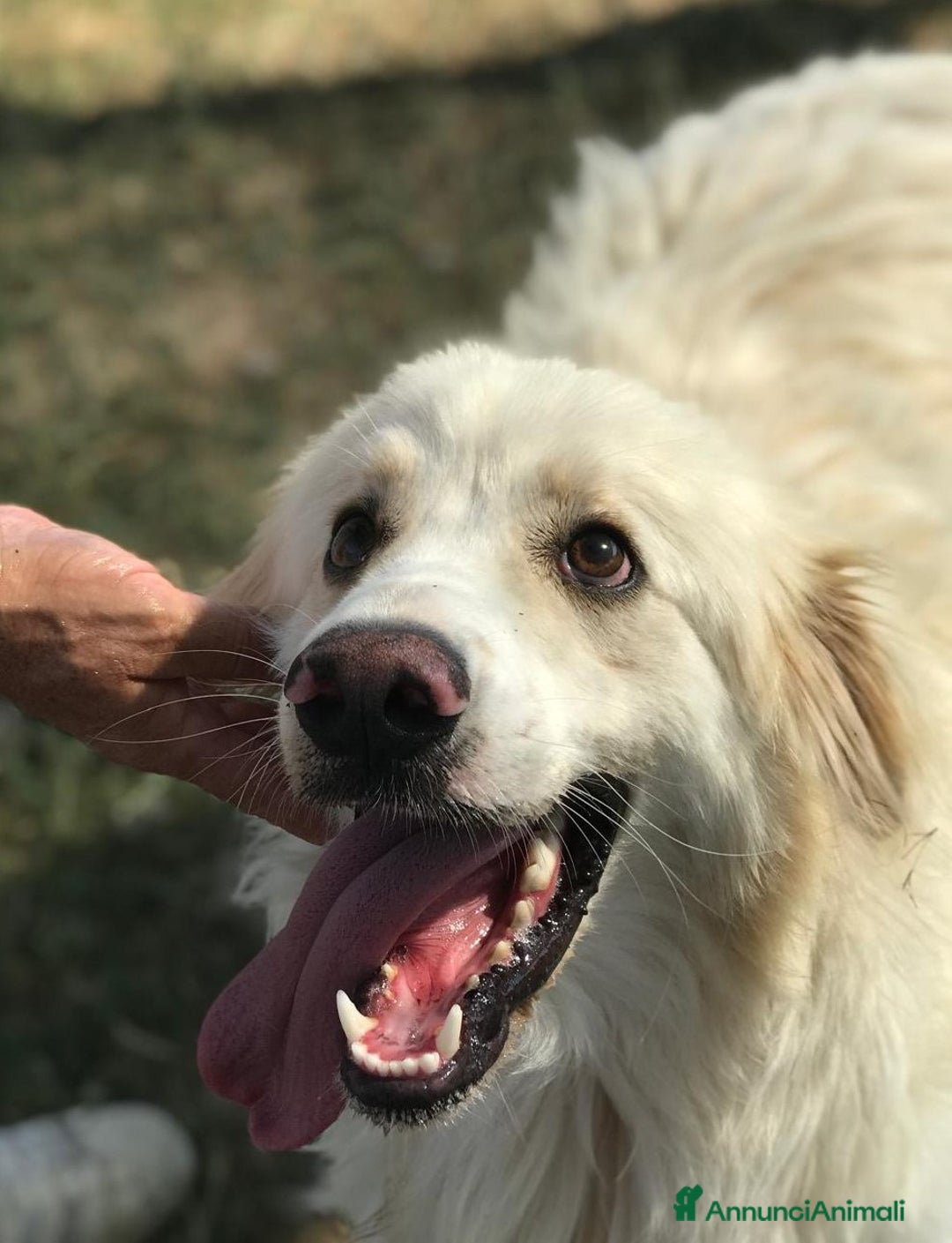 Meticcio cani in regalo: RICKY splendida nuvola chiusa in gabbia a Provincia di Latina - Annuncio 1