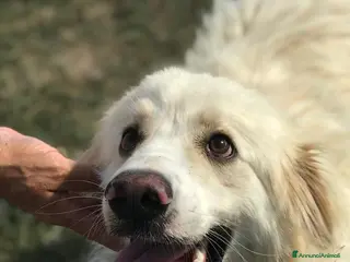 Meticcio cani RICKY splendida nuvola chiusa in gabbia a Provincia di Latina - Annuncio 22