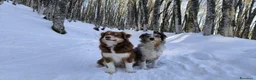 Australian Shepherd cani in vendita: Cuccioli Australian Shepherd - Annuncio 11