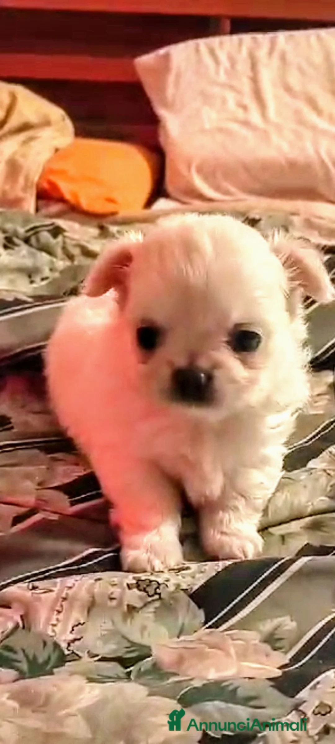 Chihuahua cani in vendita: Chihuahua pedigree ENCI  - Annuncio 2