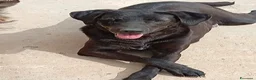 Meticcio cani in regalo: Lucy, una simil labrador in cerca di famiglia - Annuncio 2