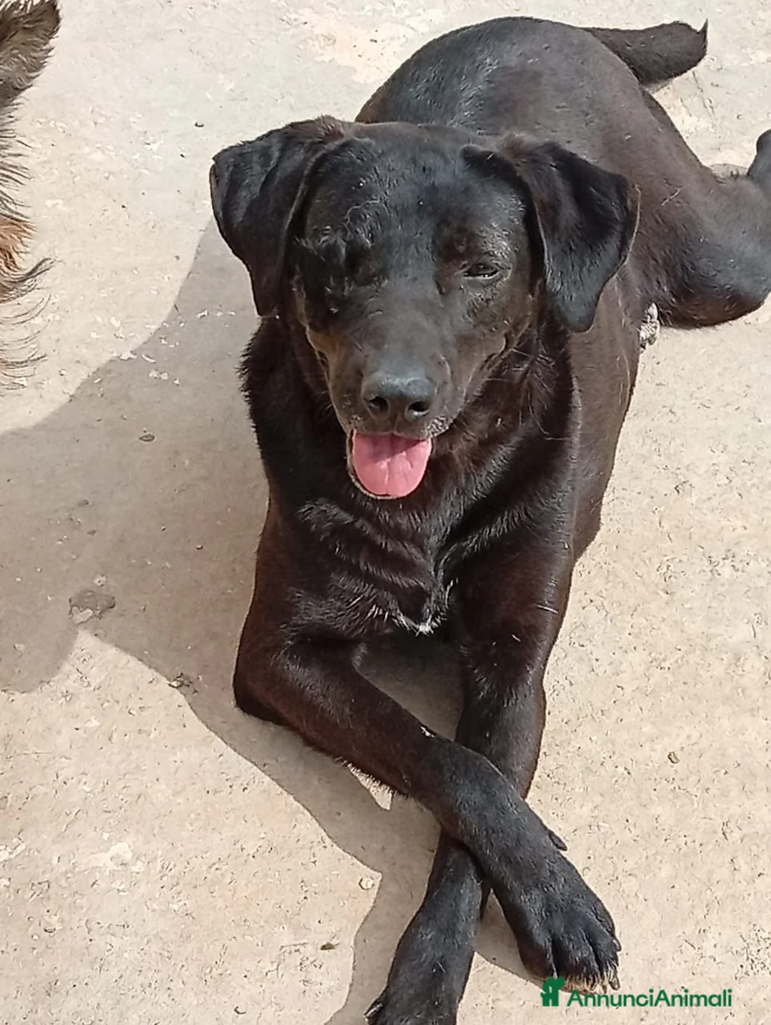 Meticcio cani in regalo: Lucy, una simil labrador in cerca di famiglia - Annuncio 2