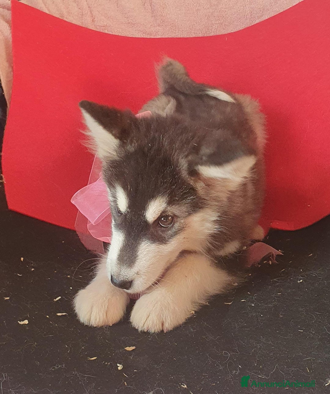 Alaskan Malamute cani in vendita: Alaskan Malamute cucciole - Annuncio 2