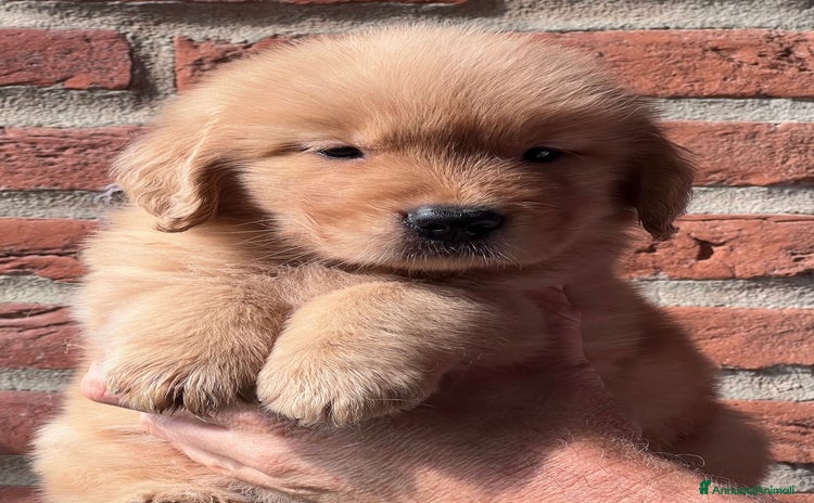 Golden Retriever cani a Provincia di Pavia - Annuncio 2