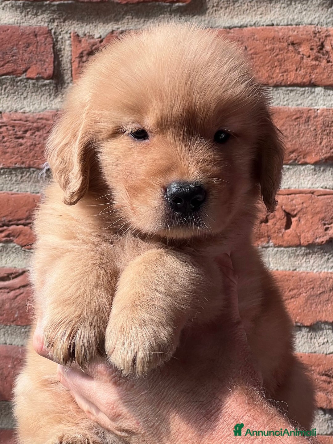 Golden Retriever cani in vendita: Cuccioli Golden Retriever Linea Americana  a Provincia di Pavia - Immagine 1