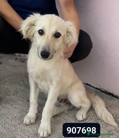 Meticcio cani Atena - Annuncio 28