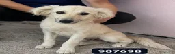 Meticcio cani in regalo: Atena - Annuncio 1