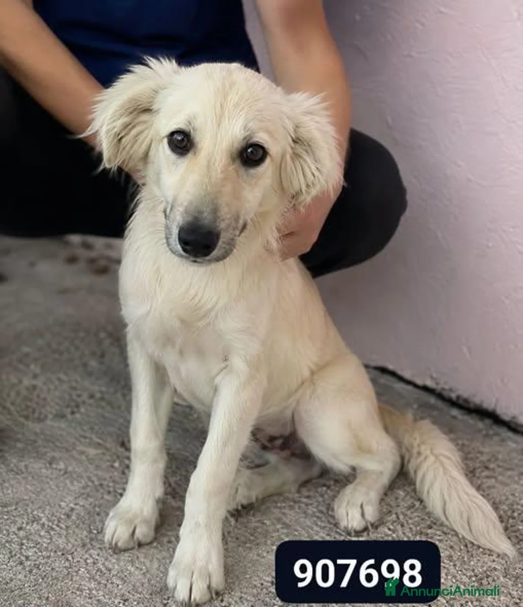 Meticcio cani in regalo: Atena - Annuncio 1