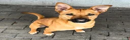 Meticcio cani in regalo: SIMBA LUPETTO  - Annuncio 12