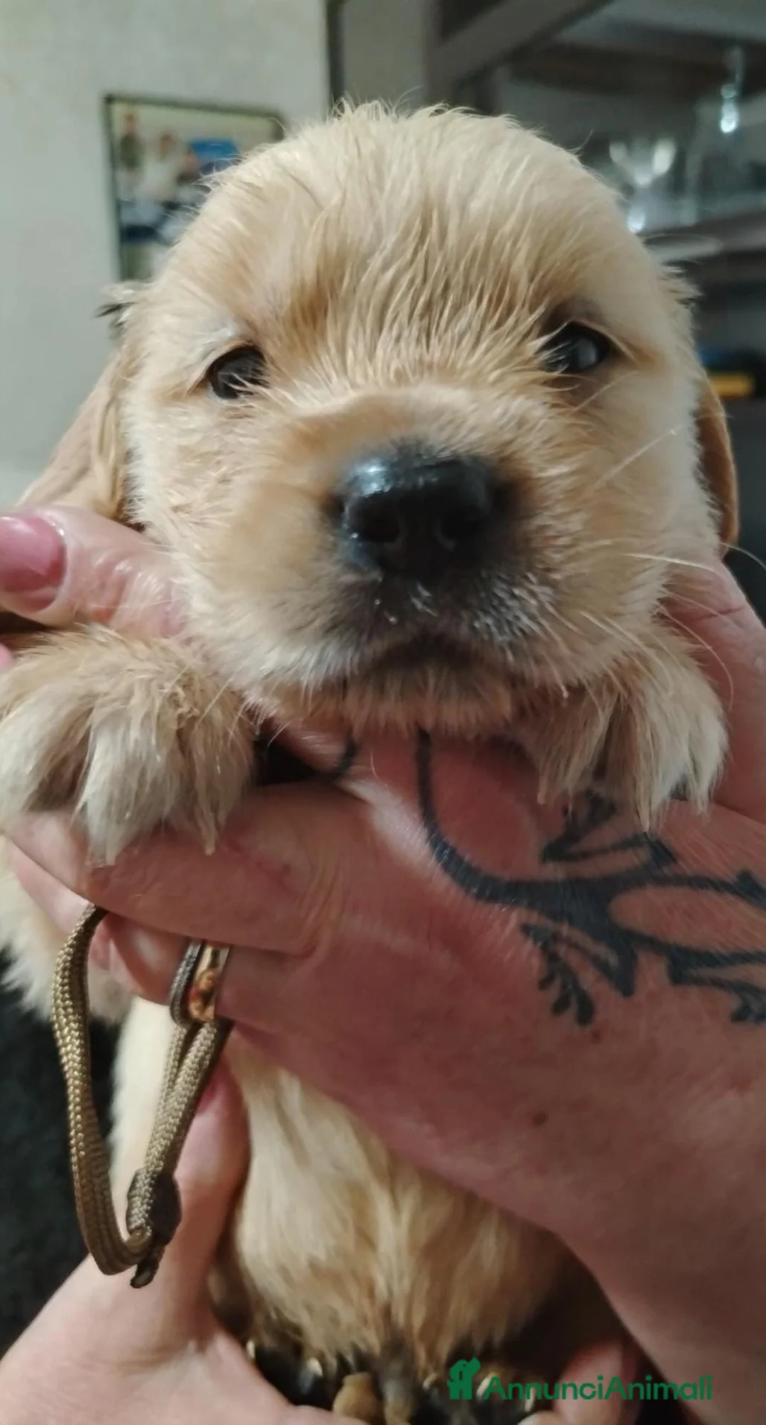 Golden Retriever cani in vendita: Cucciolata Golden Retriever - genitori selezionati - Annuncio 2