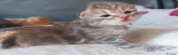 Siberiano gatti in vendita: Cuccioli di gatto Siberiano Certificati  - Annuncio 10