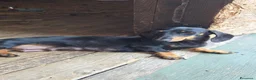 Bassotto cani in vendita: cuccioli di bassotto  a Provincia di Brescia - Annuncio 2