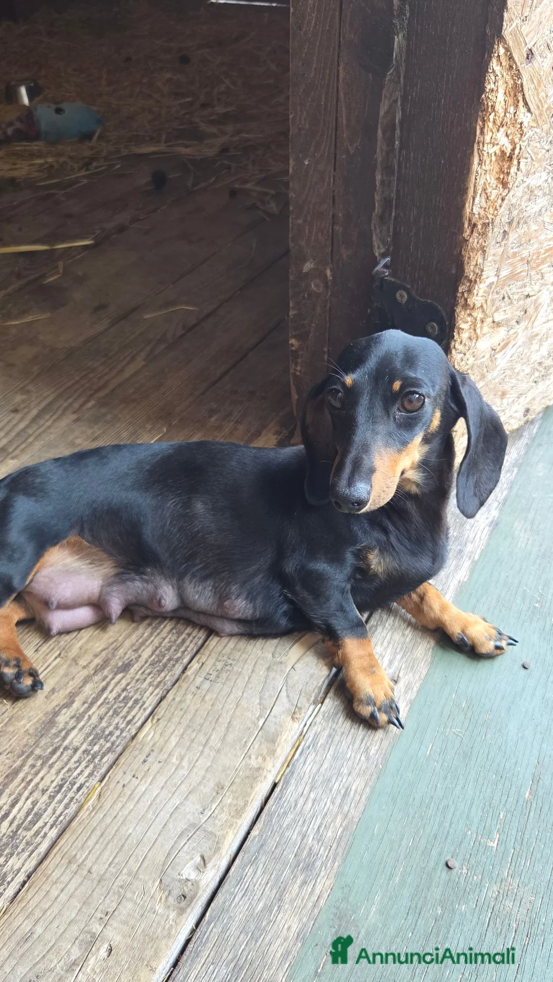 Bassotto cani in vendita: cuccioli di bassotto  a Provincia di Brescia - Annuncio 2