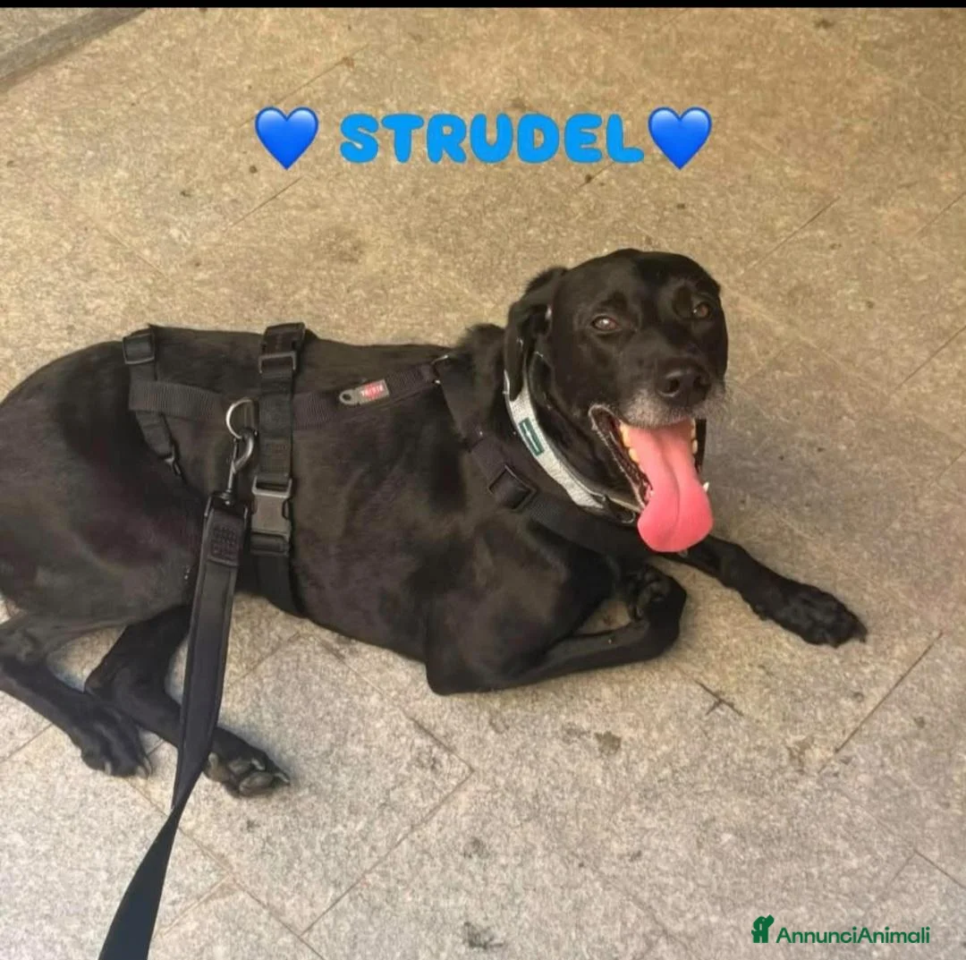 Meticcio cani in regalo: Strudel 8anni,nero,tg media finito in CANILE! AL - Annuncio 2