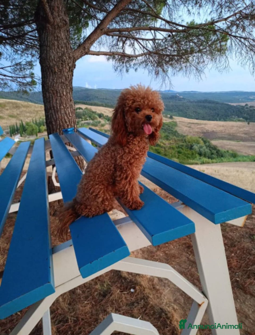 Barboncino Toy cani per accoppiamento: Gigi stupendo Toy cerca fidanzata - Annuncio 3