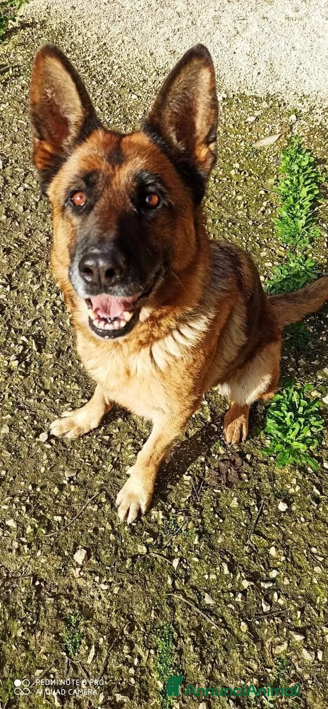 Pastore Tedesco cani Cloe, pastore dal cuore grande - Annuncio 2