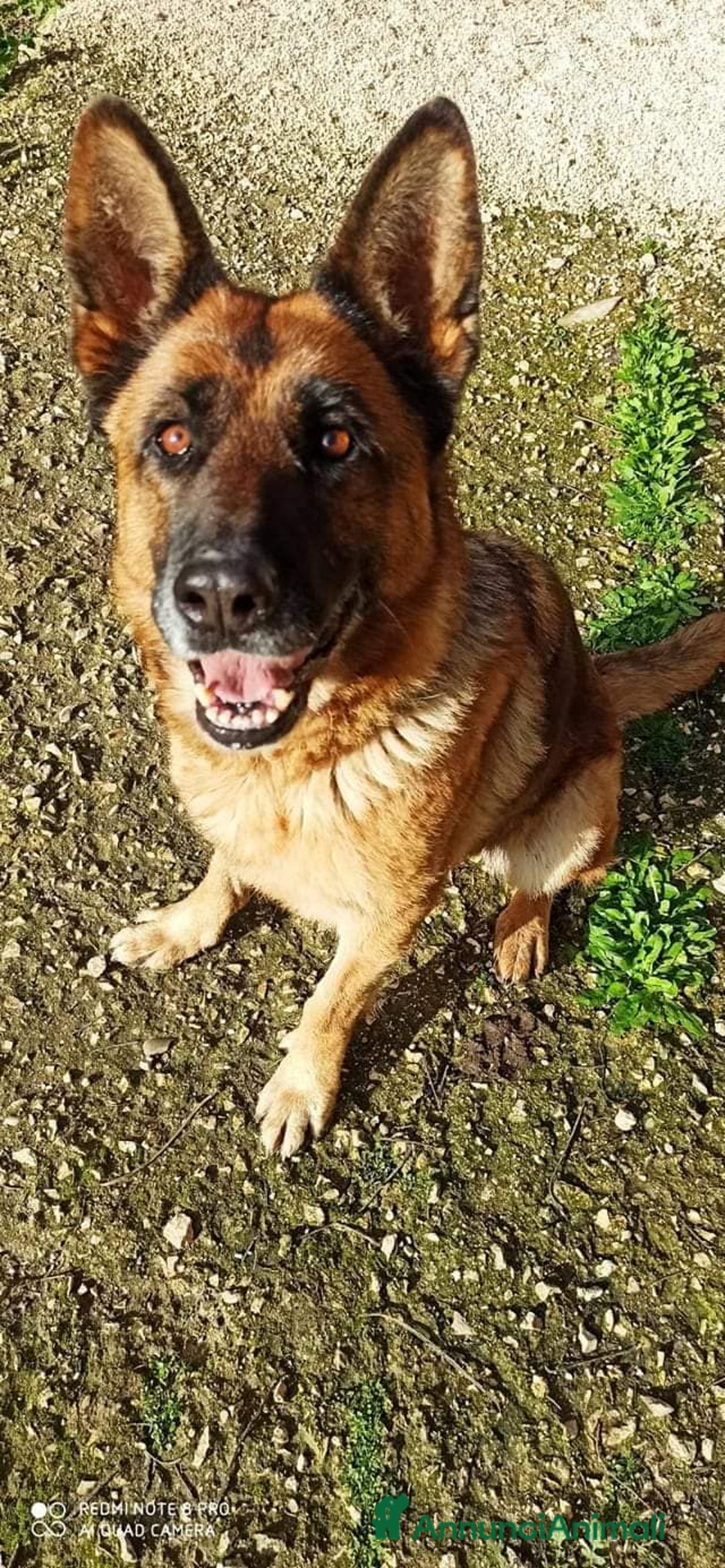 Pastore Tedesco cani in regalo: Cloe, pastore dal cuore grande - Annuncio 2