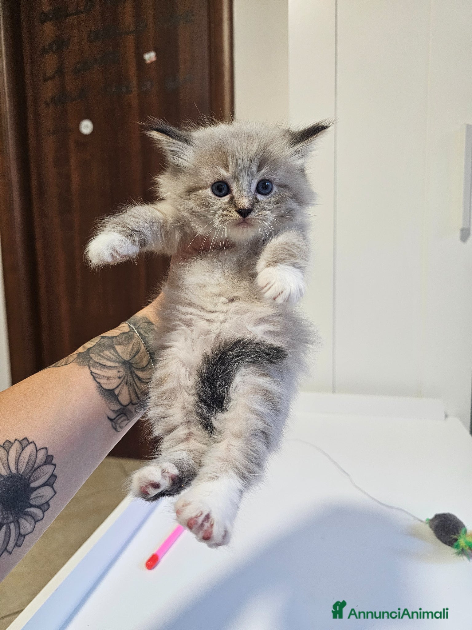 Siberiano gatti Gattini siberiani ipoallergenici  - Annuncio 1