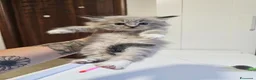 Siberiano gatti in vendita: Gattini siberiani ipoallergenici  - Annuncio 1