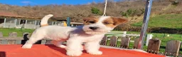 Jack Russell cani in vendita: Cucciol0 Jack ruvid0 - Annuncio 27