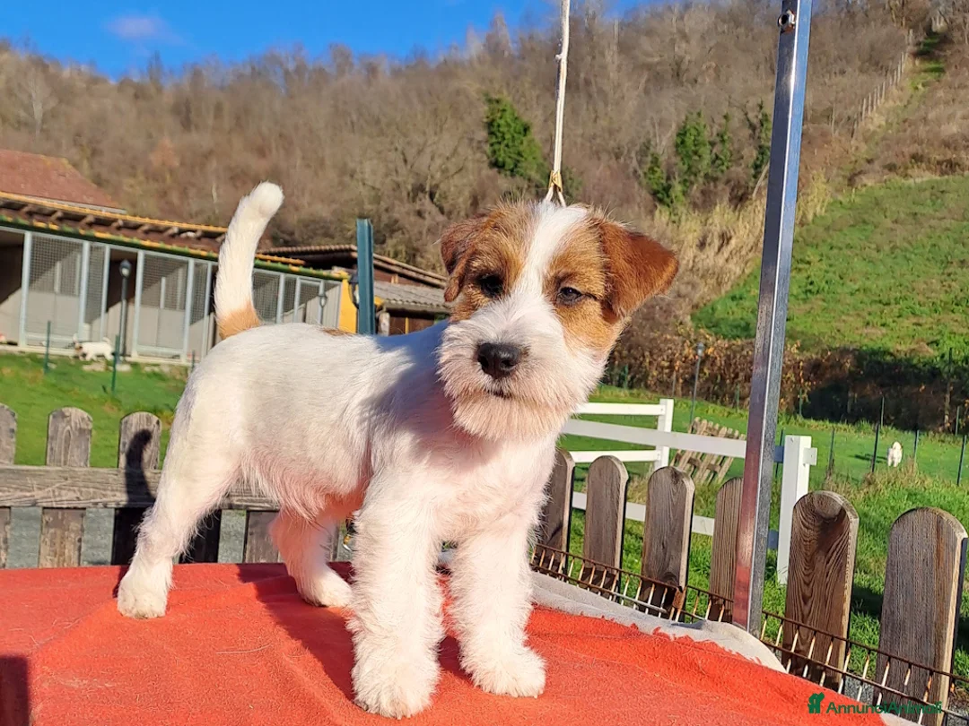 Jack Russell cani in vendita: Cucciol0 Jack ruvid0 - Annuncio 27