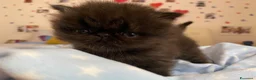 Persiano gatti in vendita: gattini persiani - Annuncio 9