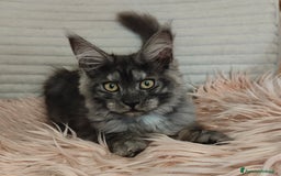 Maine Coon gatti in vendita: NYMERIA a Città Metropolitana di Venezia - Immagine 6