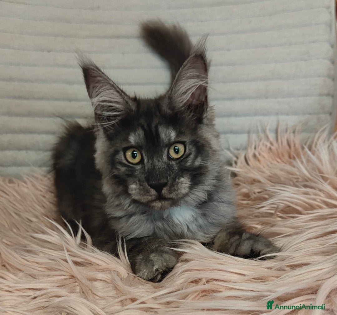 Maine Coon gatti in vendita: NYMERIA a Città Metropolitana di Venezia - Immagine 6