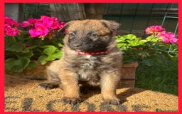 Pastore Belga cani in vendita: Cuccioli Pastore Belga Laekenois  a Città Metropolitana di Firenze - Immagine 10