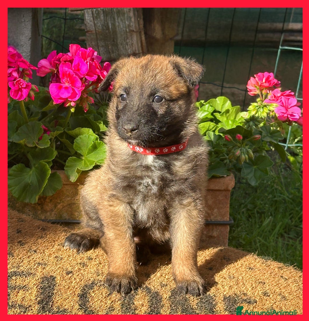 Pastore Belga cani in vendita: Cuccioli Pastore Belga Laekenois  a Città Metropolitana di Firenze - Immagine 10