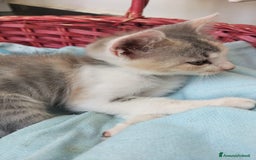 Europeo gatti in regalo: Candy  a Provincia di Monza e della Brianza - Immagine 5
