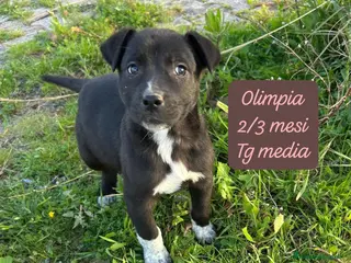 Meticcio cani Adotta un cucciolo dal rifugio - Annuncio 1