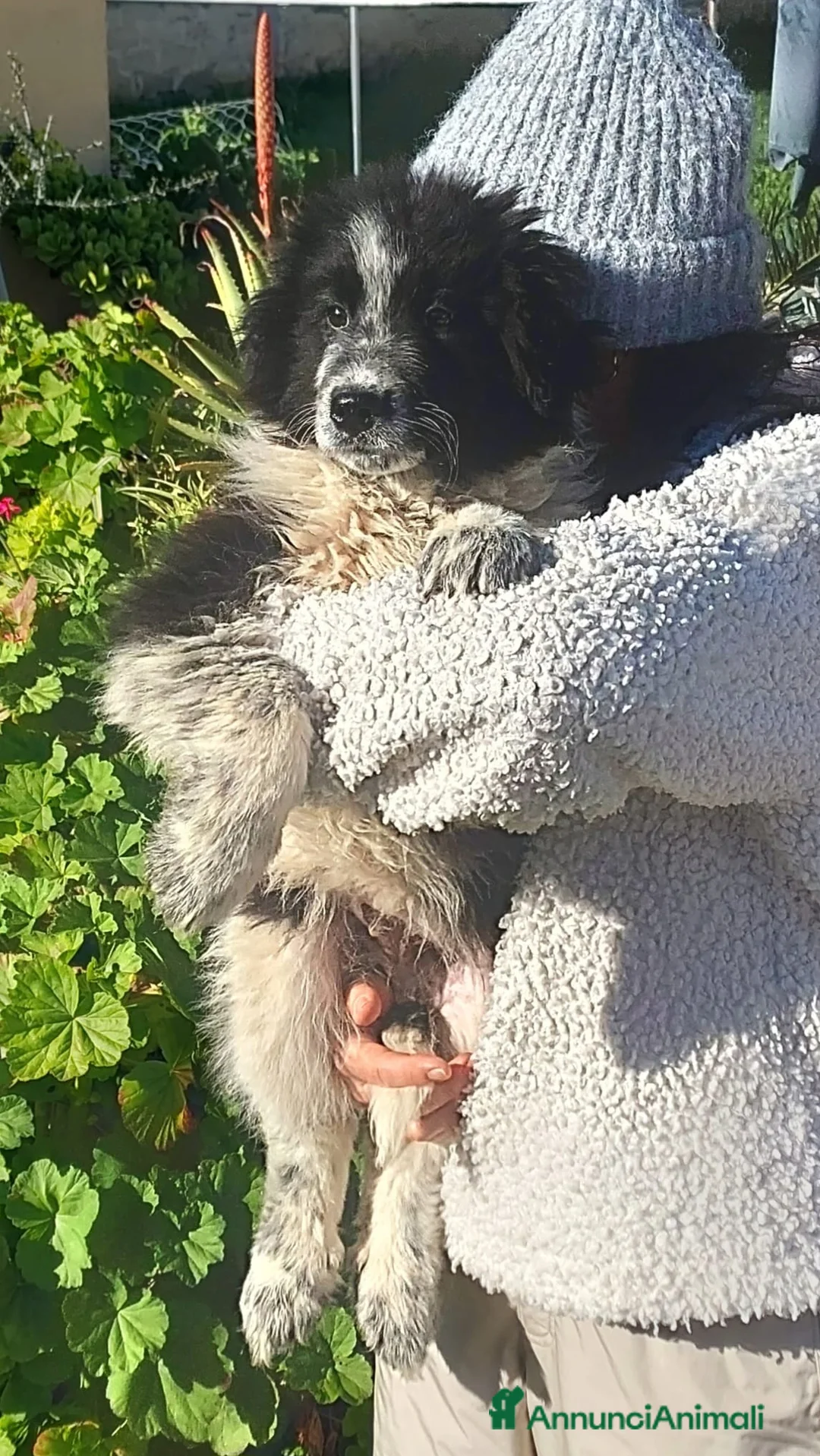 Meticcio cani in regalo: Re Giorgio Cerca Famiglia. Info Monica 3890238584 - Annuncio 19