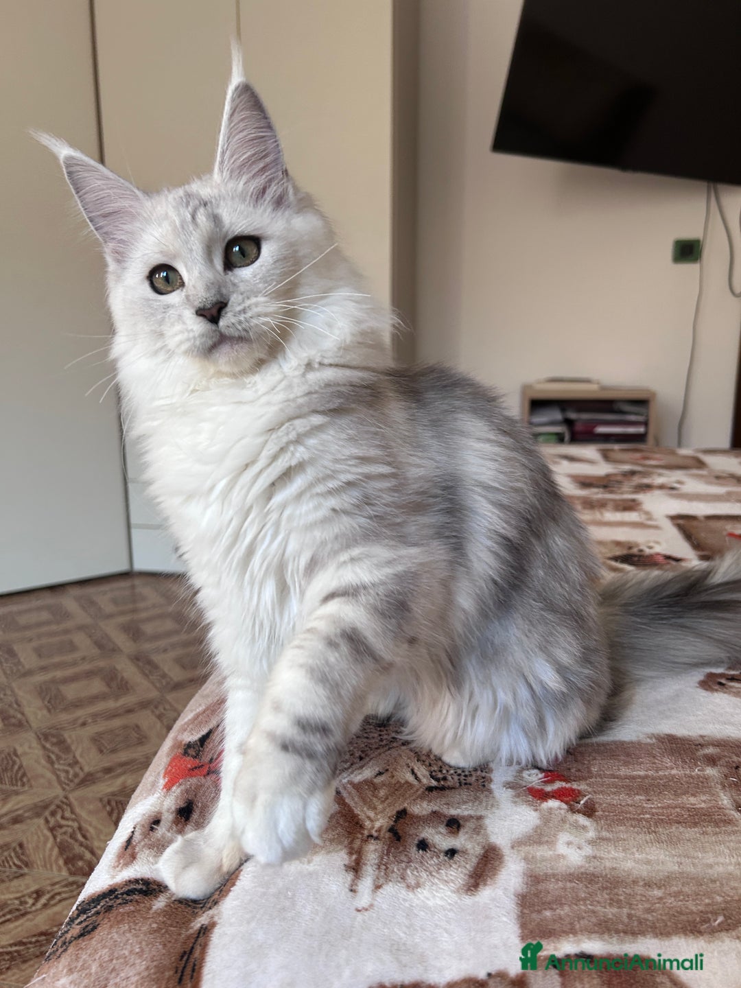 Maine Coon gatti in vendita: Femmina Maine Coon shaded - Annuncio 11