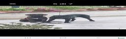 Cane Corso cani in vendita: Cuccioli di cane corso a Città Metropolitana di Torino - Annuncio 4