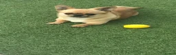 Chihuahua cani in vendita: Chihuahua pelo corto - Annuncio 4