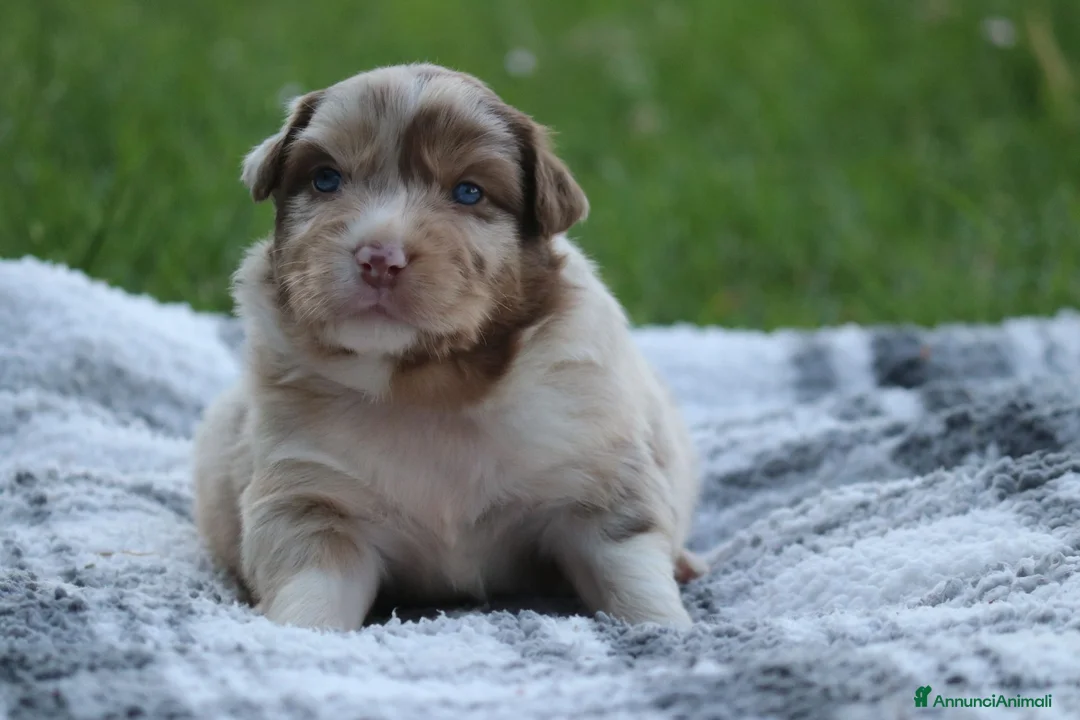 Australian Shepherd cani in vendita: Cucciolini di Australian Shepherd - Annuncio 13