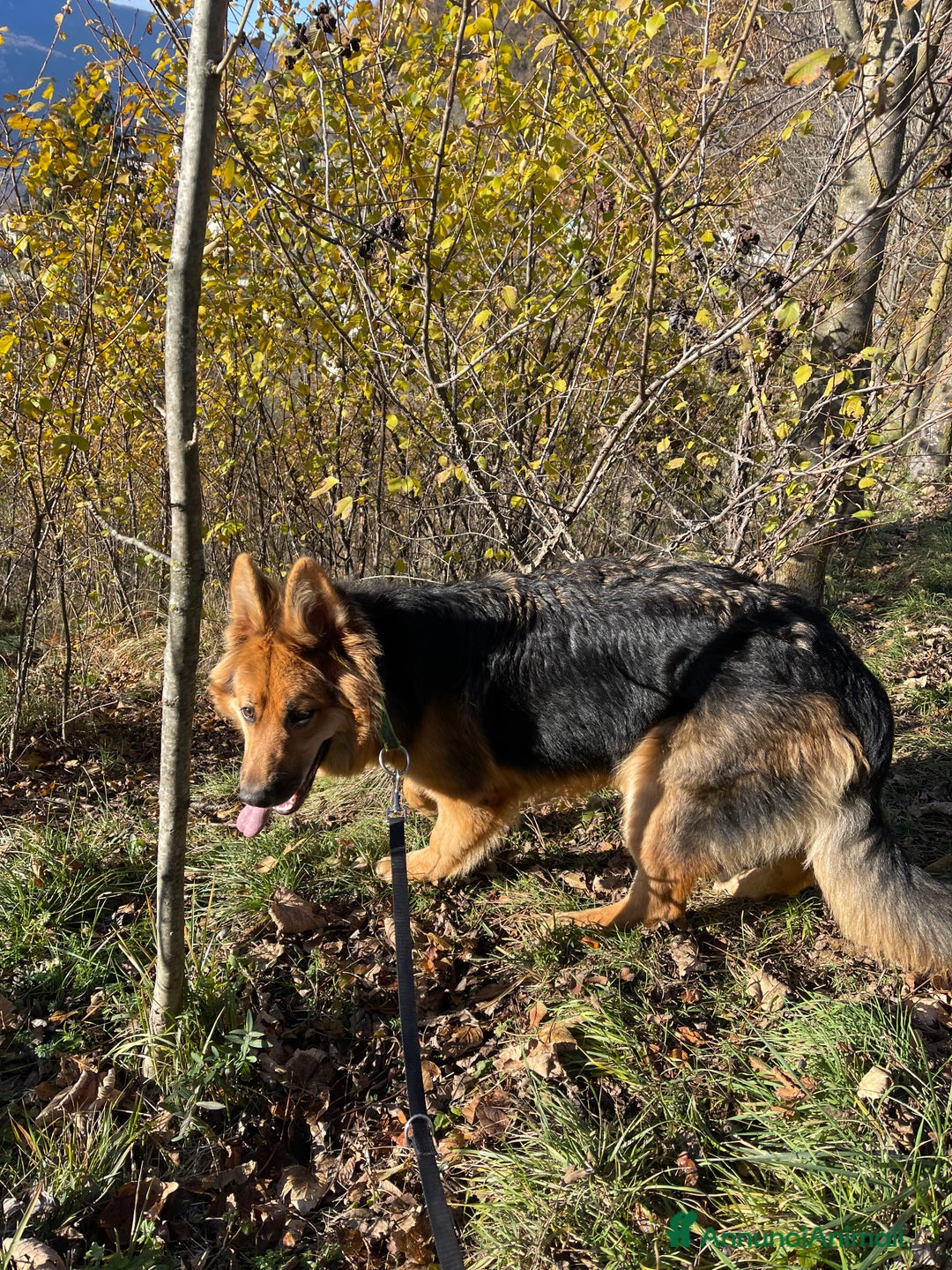 Pastore Tedesco cani in regalo: Alaska cerca casa  - Annuncio 2