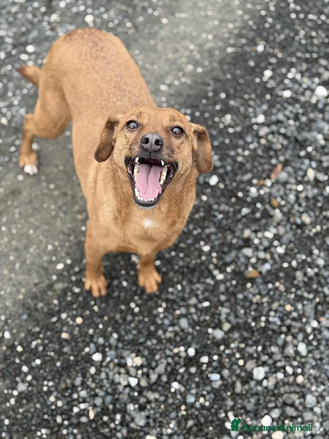 Meticcio cani in regalo: REDDY, nanetta piena di GIOIA! Taglia PICCOLA - Annuncio 7