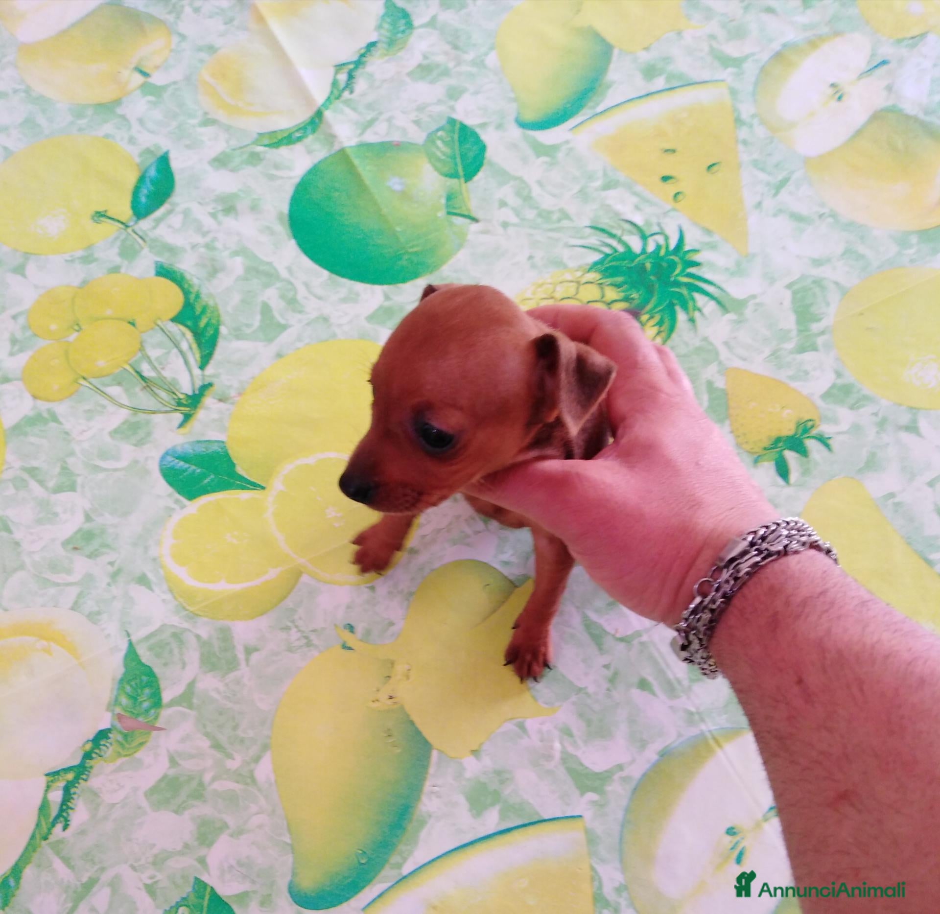 Pinscher Miniatura cani Pinscher nani toy super cuccioli taglia piccola  - Annuncio 5