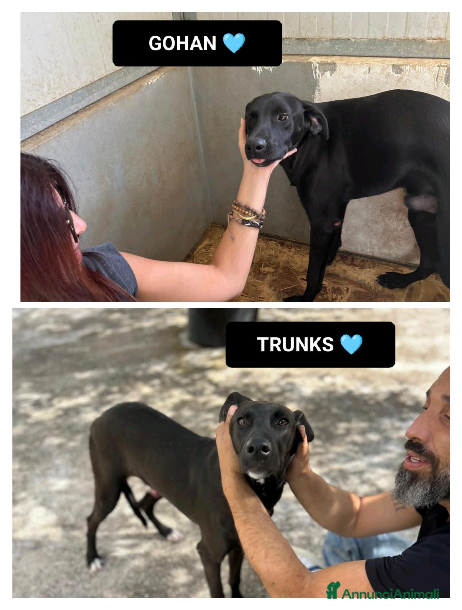 Altre razze cani TRUNKS E GOHAN - Annuncio 9