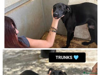 Altre razze cani TRUNKS E GOHAN - Annuncio 41