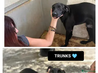 Altre razze cani TRUNKS E GOHAN - Annuncio 41