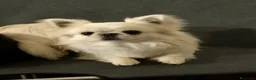 Chihuahua cani in vendita: Maschietto pelo lungo  - Annuncio 8