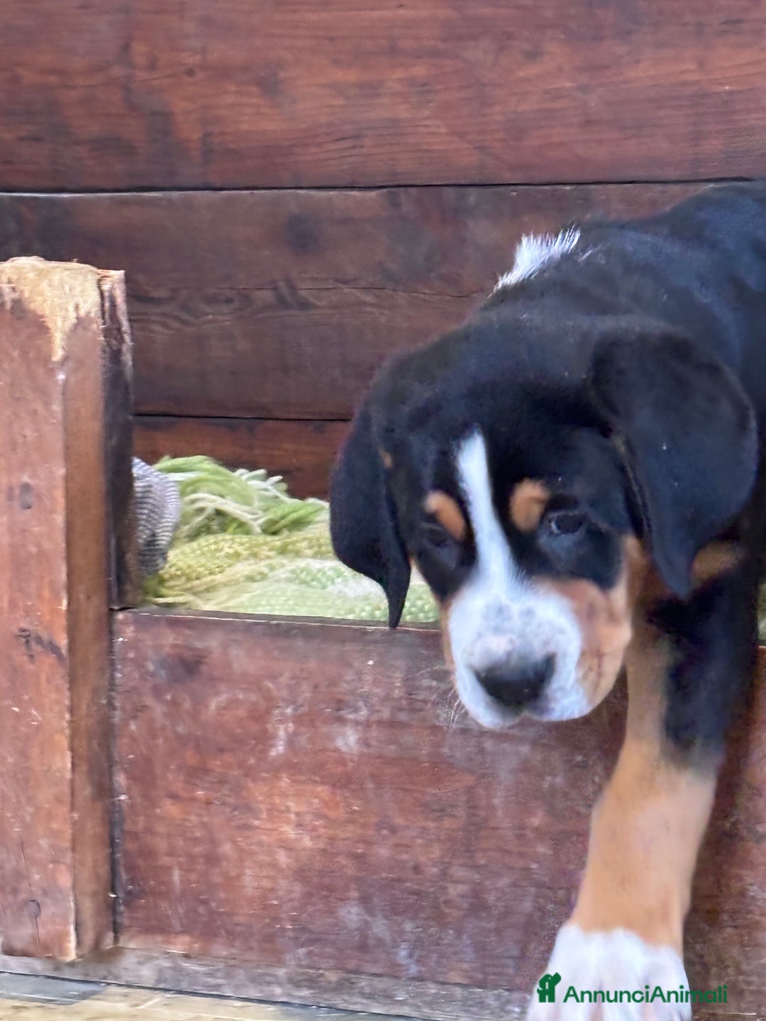 Grande Bovaro Svizzero cani in vendita: Disponibili cuccioli di grande bovaro svizzero - Annuncio 14