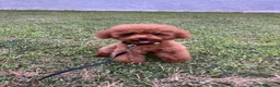 Barboncino Toy cani in vendita: Barboncini toy  - Annuncio 3