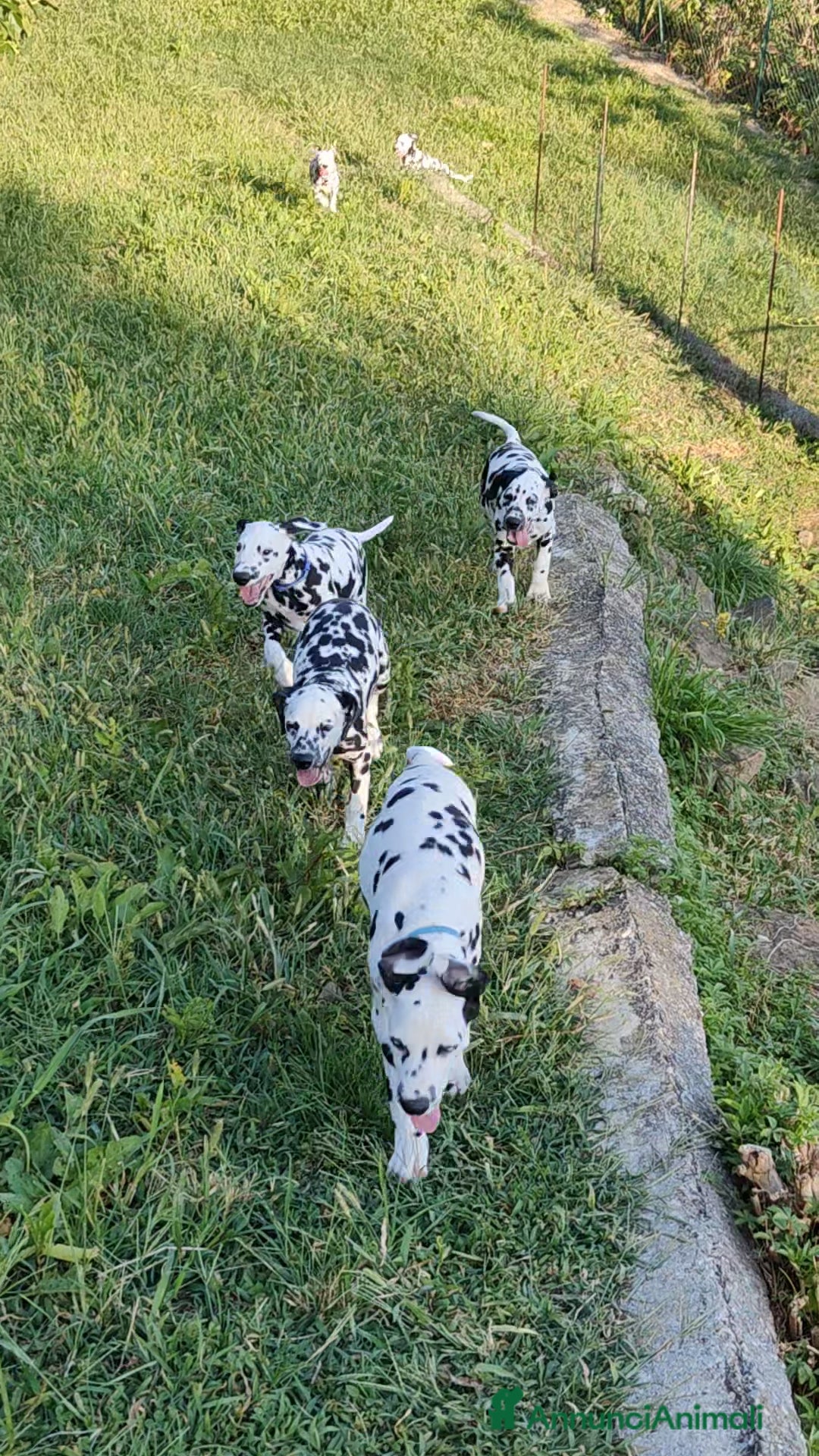 Dalmata cani in vendita: Dalmata cuccioli - Annuncio 3